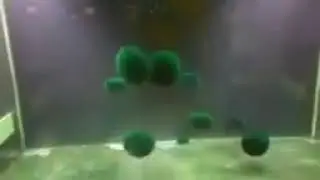 Rainbow Marimo (Moss Ball) Dance