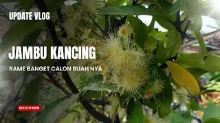 Daily Vlog : liat bunga jambu air yg lagi rame