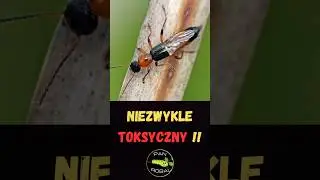 Żarlinek &ndash; Niezwykle Toksyczny Owad ⚠️🪲