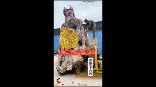 The golden nanmu is so big! #Inspiration #Tea table #Root carving #Golden nanmu