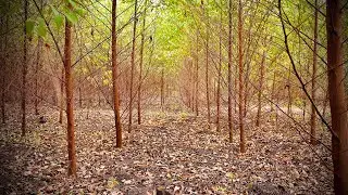 Yielding Big From Growing Eucalyptus Trees in Uganda🇺🇬 Part 2. Okulima Kalitunsi e Uganda