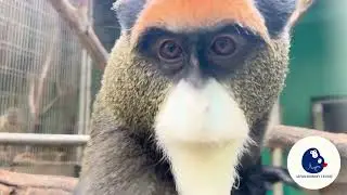 【ASMR🌿】Mr.Sugar Enjoyed Green Leaves✨ #asmreating #animalasmr #asmranimal  #animalvideos #zoo