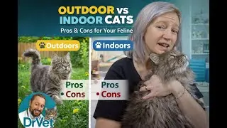 Letting Your Cat Outside – Smart Decision or Dangerous Mistake?