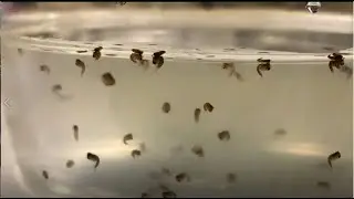 Larva com&uacute;n de mosquito-&iquest;Apta para nuestros  peces?