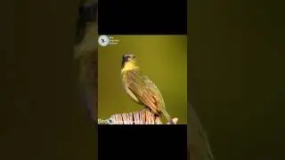 painted bunting bird call