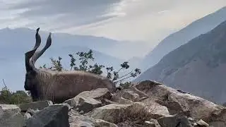 Markhor Mesmerizing view in Chitral 