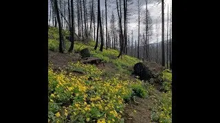 Idaho Travelogue: Gold Fork Trail
