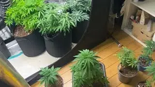 Arrosage de mes plantes avec BioBizz : ma m&eacute;thode simple et efficace
