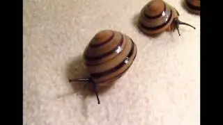 Pleurodonte marginella marginella