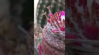 Los frutos de algunas especies de Melocactus mel&oacute;n tienen forma de pimiento y son comestibles.