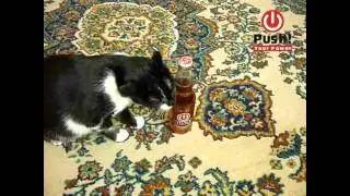 Obama, Bush and Push. Special for yvision.kz. Ролик для конкурса от Пуш!