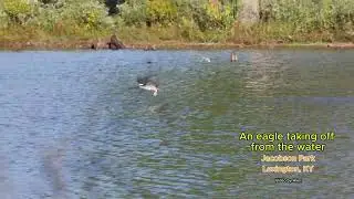 An eagle taking off from the water #eagle