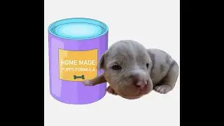 Home Made Puppy Formula | Miracle Bulls