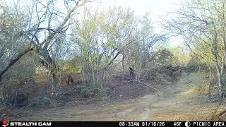 Some ranch critters