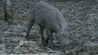 Bartschwein Sus barbatus am Kinabatangan Fluss, Borneo, Bearded pig