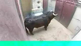 very Dangerous Bulls