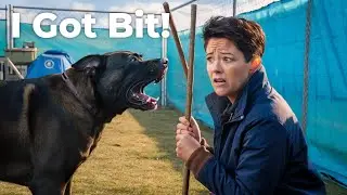 Most Aggressive Dog Breeds in the World | Dog Sounds | dog videos