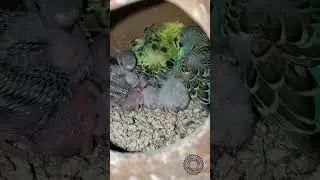 NEW HOGOROMO PAIR HATCHING BABY'S 💞#birds #breedingpair #babybirds #shorts #goodquality