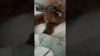 Жидковский поет с собаками #dogs #meme #beauty