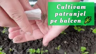 Plantare seminte patrunjel la ghiveci