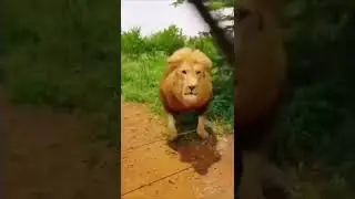 🦁 Simply Stunning!🐯 The Most Handsome Lion King Powerful 🦁 But Deadly 🦁🔥.. #shorts #lion
