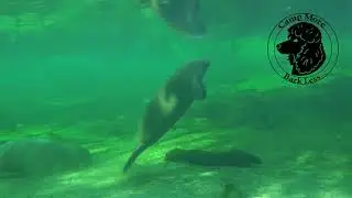 Manatees Underwater - Camp More Bark Less - Living in Florida