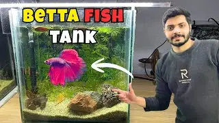 How to Set Up a Natural Betta Fish Tank 🌿 | Low Budget & Beginner Friendly