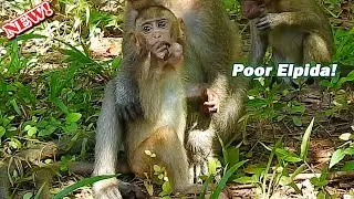 Good job Elpida! Baby Elpida must keep much food in mouth till bigger scare lose by other grabbing