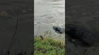 Did you know these were in the Thames!? #animals #uk #wildlife #seal #london