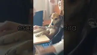 A escola brasileira s&oacute; tem p&eacute;rolas #viral #nflopa #meme #escola #brasil #shorts