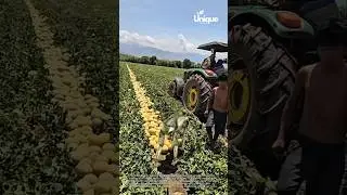 Melon harvest with a robot: farming in the future
