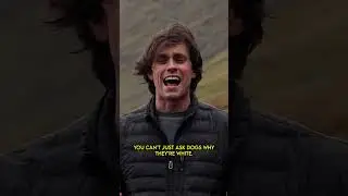 Вест-хайленд-уайт-терьер &mdash; что это за собака?