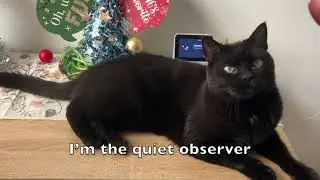 Ralphie // Midnight Panther: 🐈&zwj;⬛  A Melodic House Christmas Special 2025 #Holiday 🎄