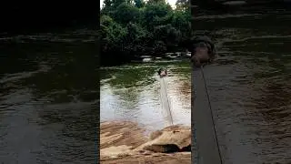 😦#animals #fun #elephant #shortvideo #wow #funnyvideo #vlog #viralvideo #nature #music #funnyvideo