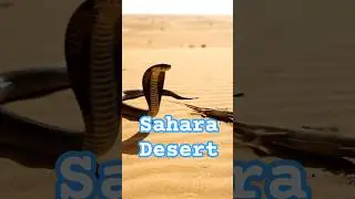 Life In Saha desert #lifeisbutadream #travel #tourism #viral