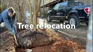 How to relocate a small to medium size tree.