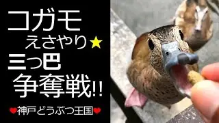 三つ巴の争奪戦!! コガモえさやり【Ringed Teal】#shorts