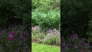 Flowers Walk Park Good mood Positive #Landscape #positivevibes #spring #nature #flowers