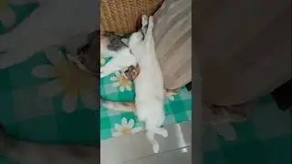 Cute Kitten | Anak Kucing Meong Lucu #meong #shortvideo #cutecat #videoshort #laguanakanakindonesia