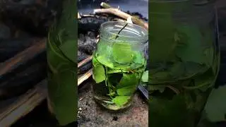 SURVIVAL Birch Leaf Tea 🌿☕️