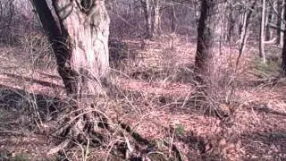 Westminster Community Pond Tributary.AVI