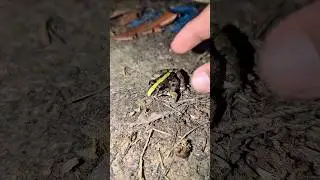 catching frogs flying funny | catch frog jumping for fun | frog funny shorts | funny animal videos