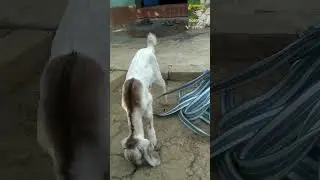 FULL VIDEO| Playing, Running, Jumping baby goat | Most cute baby goats.