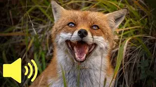 What does a Fox sound like? - Animal Sounds