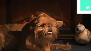Star Wars Holiday Yule Log with Ewok!
