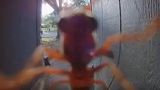 Bugs Can Be Silly...