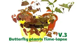 Butterfly plants Time-lapse Version 3 Thailand