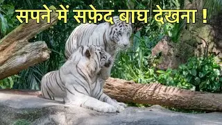 सपने में सफ़ेद बाघ देखना । सपने में बाघ देखना । Seeing white tiger in dream ।