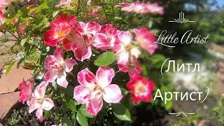 Миниатюрные розы. Little Artist (Литл Артист)