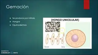 Reproducción de hongos